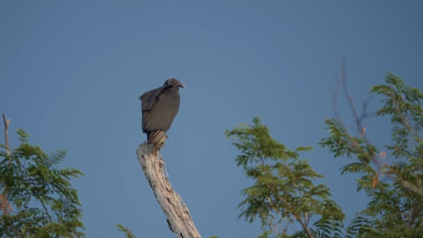 Wildlife Black Vulture Costa Rica — Stock videók