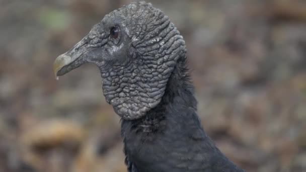 Wildlife Black Vulture Costa Rica — 图库视频影像