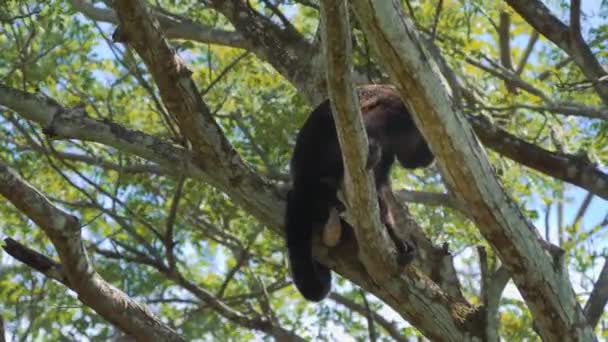 Wildlife Concept Background Howler Monkeys Trees Costa Rica — Stok video