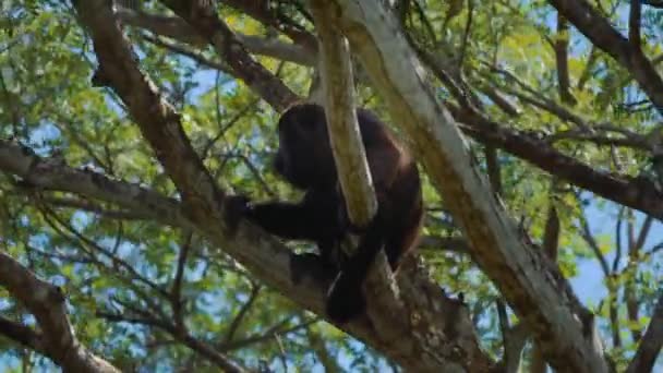 Wildlife Concept Background Howler Monkeys Trees Costa Rica — Wideo stockowe