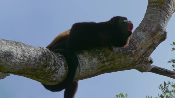 Wildlife Concept Background Howler Monkeys Trees Costa Rica — Stockvideo