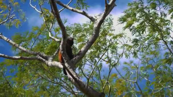 Wildlife Concept Background Howler Monkeys Trees Costa Rica — 图库视频影像
