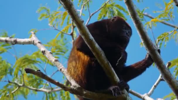 Wildlife Concept Background Howler Monkeys Trees Costa Rica — Video