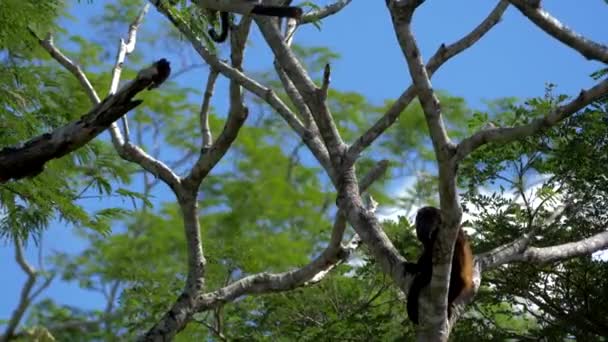 Wildlife Concept Background Howler Monkeys Trees Costa Rica — стокове відео