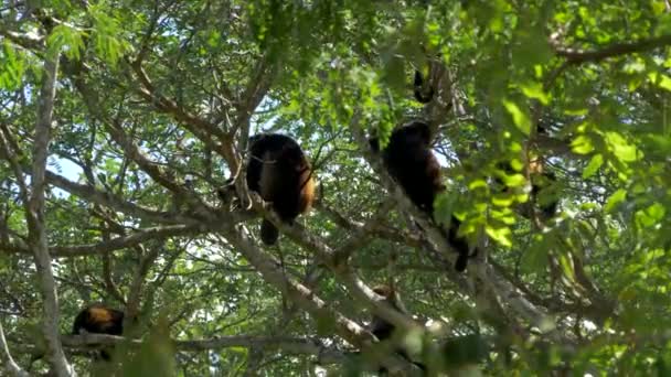 Wildlife Concept Background Howler Monkeys Trees Costa Rica — Stok video