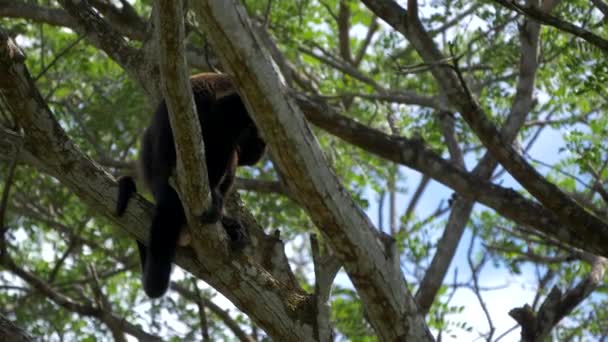Wildlife Concept Background Howler Monkeys Trees Costa Rica — стоковое видео
