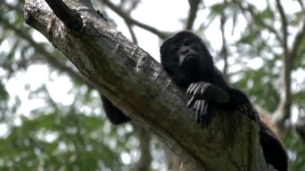 Wildlife Concept Background Howler Monkeys Trees Costa Rica — Vídeo de Stock