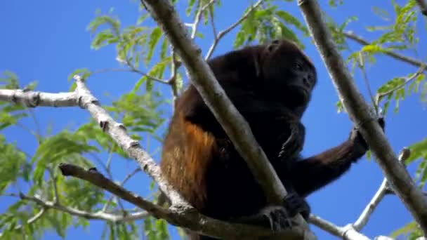 Wildlife Concept Background Howler Monkeys Trees Costa Rica — стокове відео