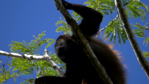 Wildlife Concept Background Howler Monkeys Trees Costa Rica — Video