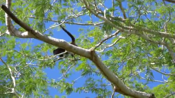 Wildlife Concept Background Howler Monkeys Trees Costa Rica — Wideo stockowe