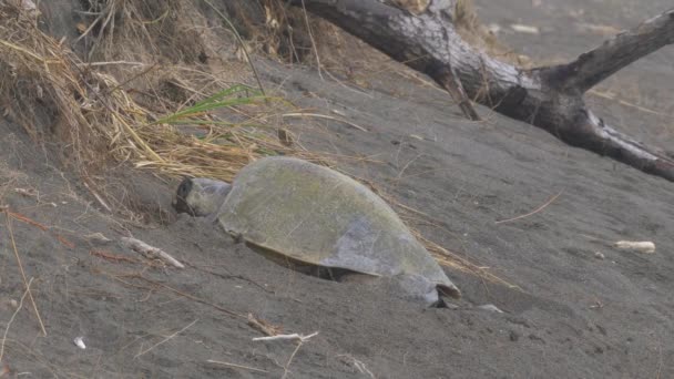 Leatherback Sea Turtle Crouching Back Ocean Costa Rica — Video Stock