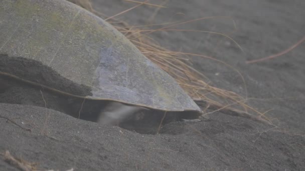 Skórzany Żółw Morski Przyczajony Powrotem Oceanu Kostaryka — Wideo stockowe