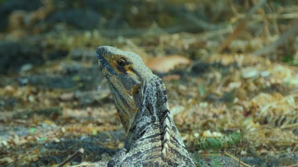 Iguana Černým Ostřím Kostarika — Stock video