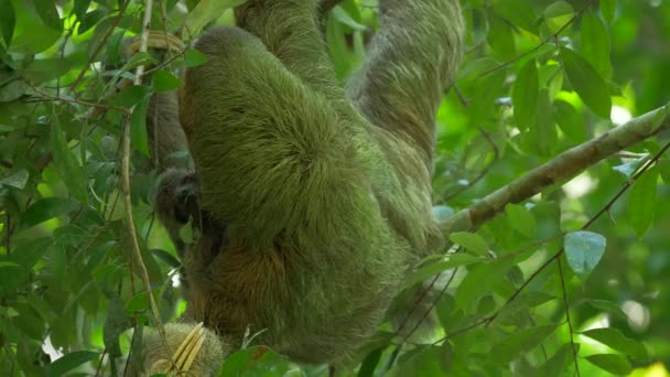 Крупним Планом Вид Трьох Зубців Лінивця Коста Рика — стокове відео
