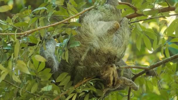Close Three Toed Sloth Costa Rica — Videoclip de stoc