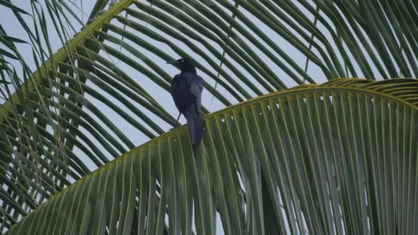Großschwanzgrackle Tierwelt Costa Ricas — Stockvideo