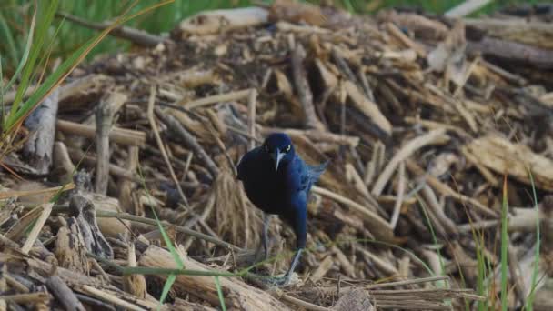 Great Tailed Grackle Costa Rica Wildlife — Stock Video