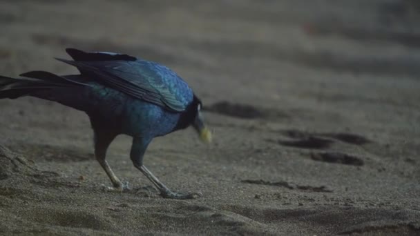 グレートテール コスタリカの野生生物 — ストック動画
