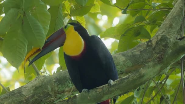 Toucan Bird Tree Forest Costa Rica — Stok Video