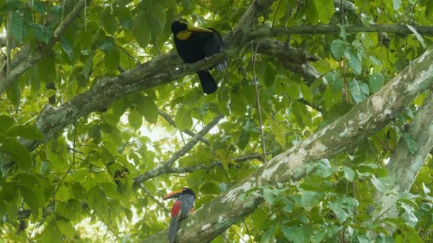 Vahşi Yaşam Ağaçta Oturan Güzel Tukanlar Kosta Rika — Stok video