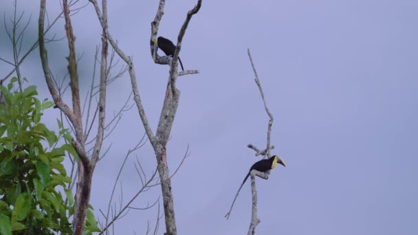 Dzika Przyroda Piękne Tukany Siedzące Drzewie Kostaryka — Wideo stockowe