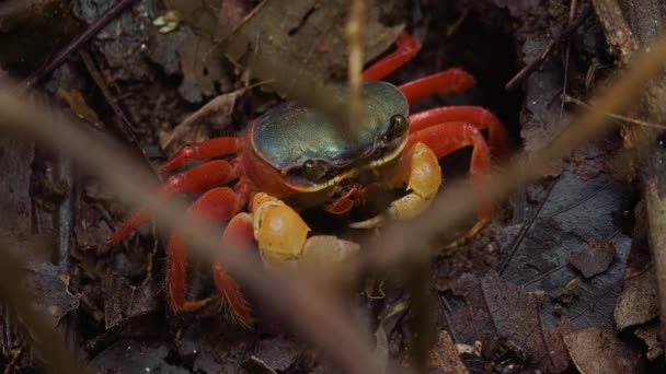 Dzika Przyroda Krab Widok Bliska Kostaryka — Wideo stockowe