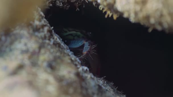 Faună Sălbatică Crabi Vedere Sus Costa Rica — Videoclip de stoc