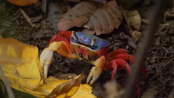 Wilde Dieren Planten Krab Close Uitzicht Costa Rica — Stockvideo