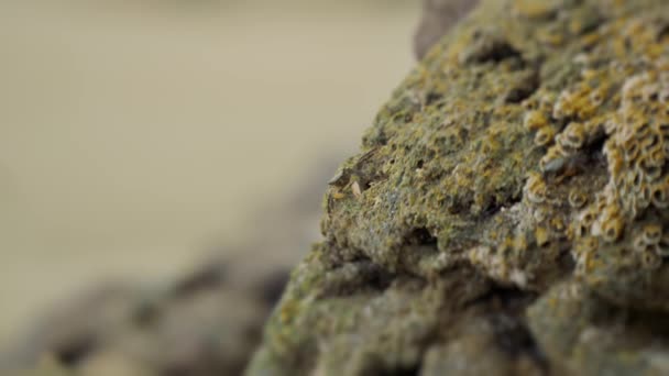 Dzika Przyroda Kraby Plaży Bassa Musandam Oman — Wideo stockowe