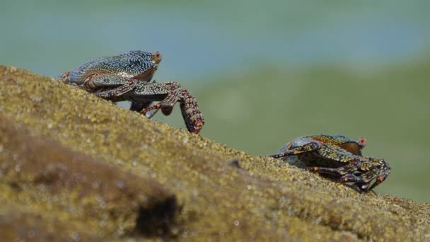 Wildlife Crabs Rock Costa Rica — Stock Video