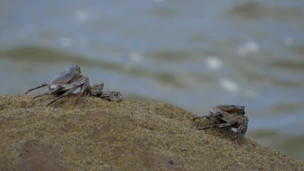 Dzika Przyroda Kraby Skale Kostaryka — Wideo stockowe