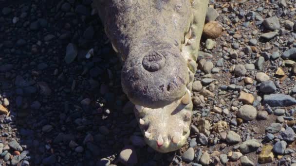 Huge American Crocodile Costa Rica — Stock Video