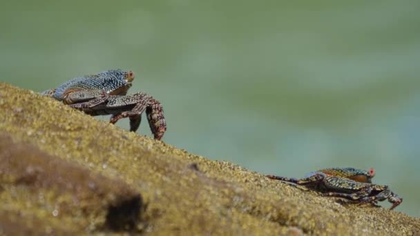 Wildlife Crabs Bassa Beach Musandam Oman — Stock Video