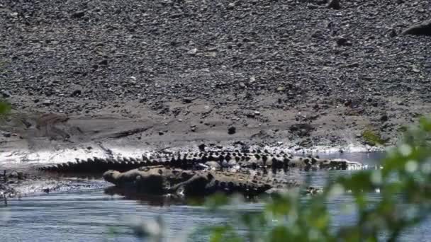 Huge American Crocodiles Costa Rica — Stock Video