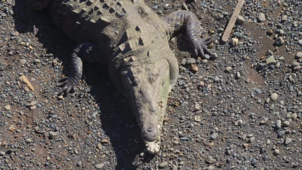 Enorm Amerikansk Krokodil Costa Rica — Stockvideo