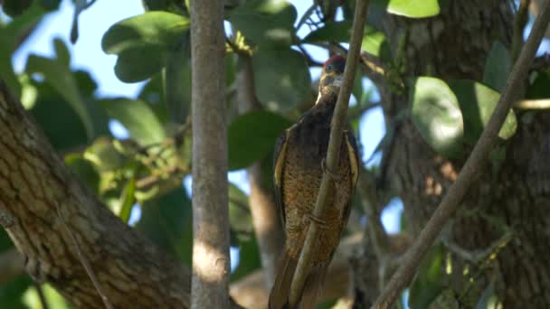 Wildlife Pale Billed Woodpecker Costa Rica — Stock video