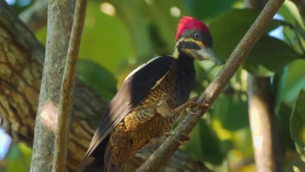 Wildlife Pale Billed Woodpecker Costa Rica — 비디오