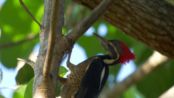 Wildlife Pale Billed Woodpecker Costa Rica — Vídeo de stock