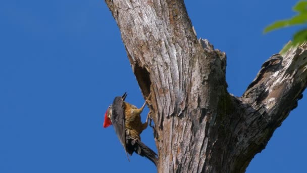Wildlife Pale Billed Woodpecker Costa Rica — стокове відео