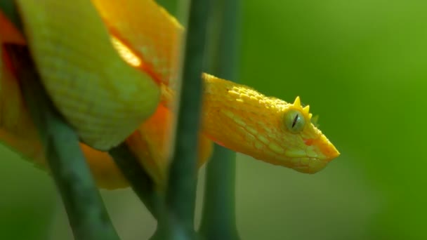 Yellow Eyelash Viper Costa Rica Närbild — Stockvideo