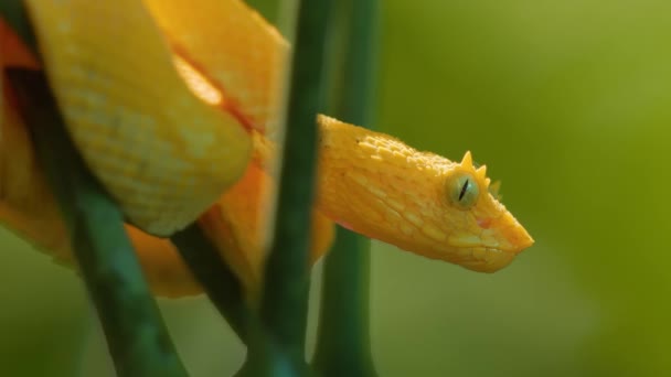 Sarı Kirpik Viper Kosta Rika Görünümü Kapat — Stok video