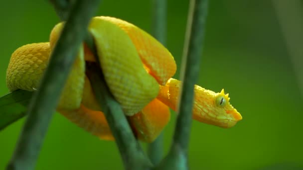 Sarı Kirpik Viper Kosta Rika Görünümü Kapat — Stok video