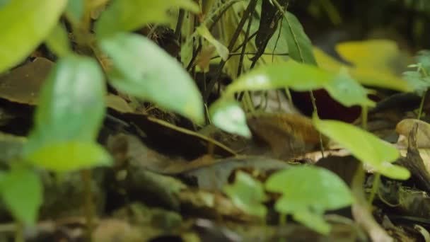 Four Lined Whiptail Lizard Costa Rica — Stock Video