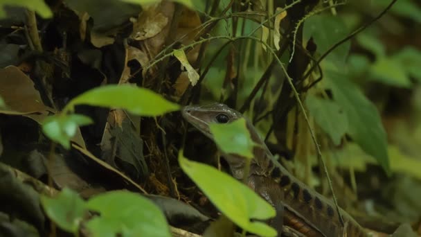 Four Lined Whiptail Lizard 코스타리카 — 비디오