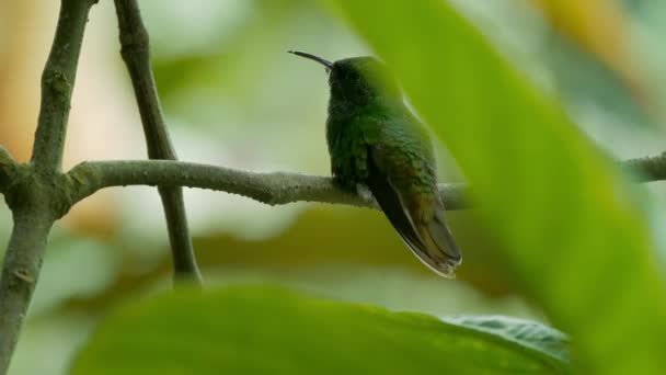Grön Krönt Lysande Hummingbird Costa Rica — Stockvideo