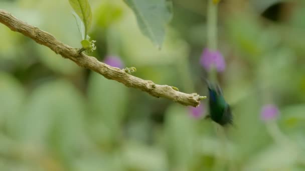 Grön Krönt Lysande Hummingbird Costa Rica — Stockvideo