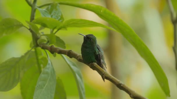 Vihreä Kruunattu Loistava Kolibri Costa Rica — kuvapankkivideo