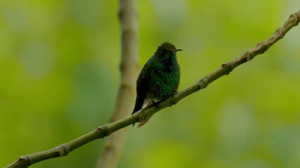 Green Koronowany Brilliant Hummingbird Kostaryka — Wideo stockowe