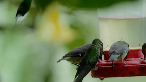 Zöldfejű Brilliáns Kolibri Costa Rica — Stock videók