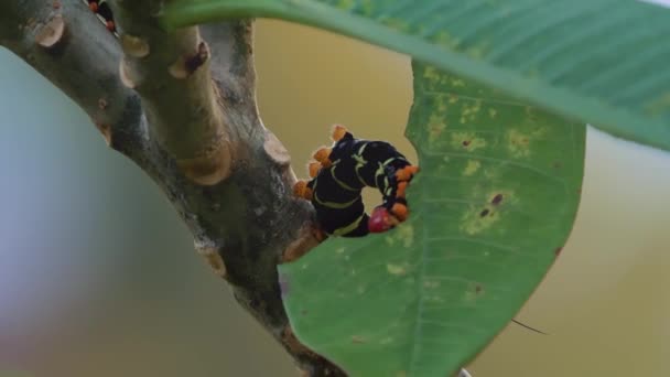 Frangipani Hornworm Caterpillar Сбор Пищи Коста Рика — стоковое видео